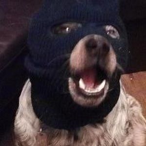 Meet your Posher, Joy